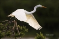 Great-Egret;Egret;Ardea-alba;Flying-Bird;action;active;aerodynamic;behavior;flig